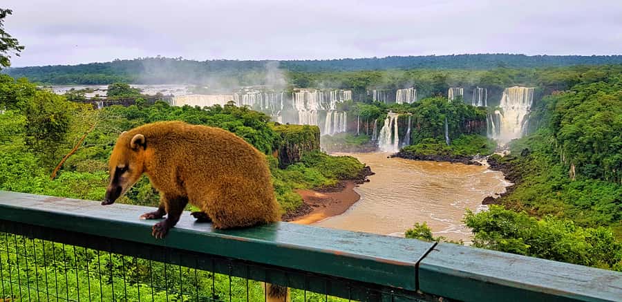 From Foz do Iguazu: Brazil Iguazu Falls & Macuco Safari Boat - Hotel pickup and the ride into Iguaçu National Park