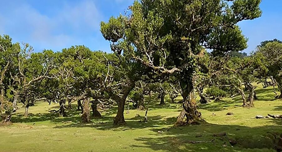 From Funchal: West Madeira Waterfalls and Fanal Forest Tour - Paul da Serra leads into a colder world
