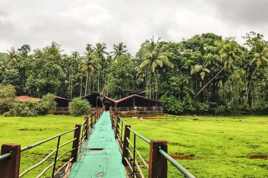 From Goa: Dudhsagar Waterfalls & Plantation Tour - Spice plants, herbal tea, and a Goan meal