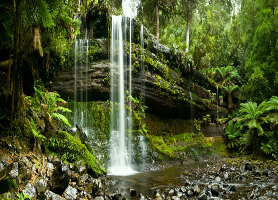 From Hobart: Mt. Field National Park and Russell Falls - Looking up on the Tall Trees Walk