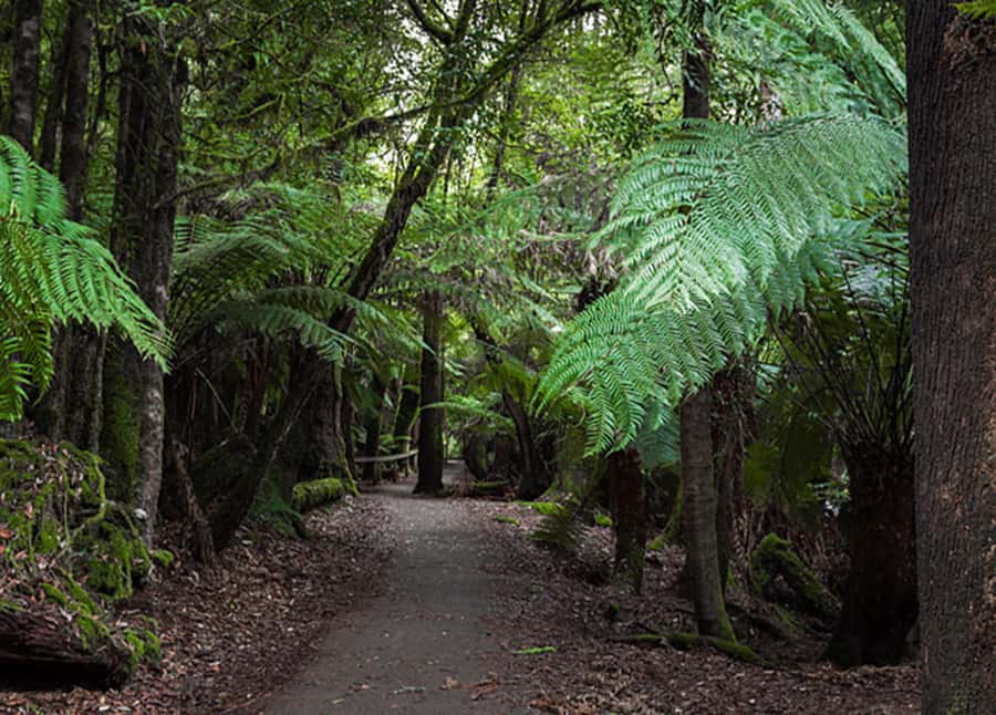 From Hobart: Mt. Field National Park and Russell Falls - Lunch and the journey back to Hobart