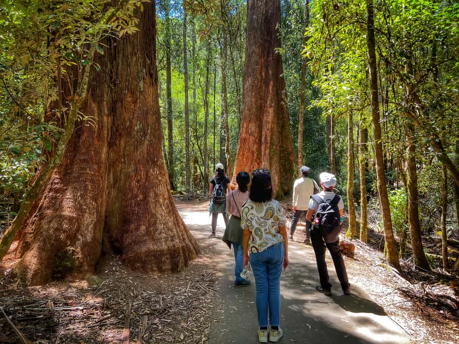 From Hobart: Mt. Field National Park and Russell Falls - What the $127 price really covers