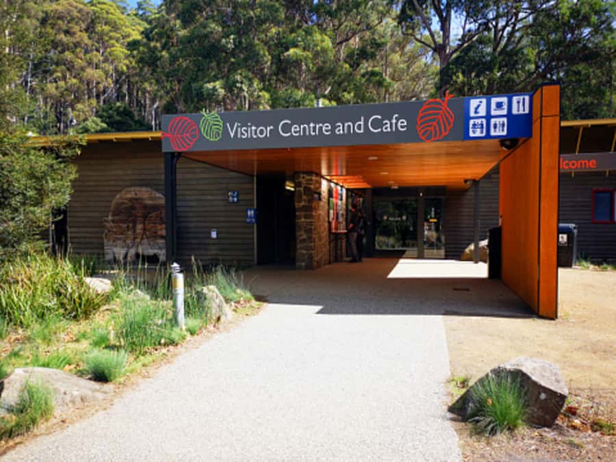 From Hobart: Mt. Field National Park and Russell Falls - Feeding fish at Salmon Ponds