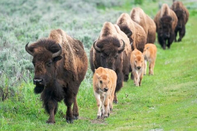 From Jackson Hole: Yellowstone Old Faithful, Waterfalls and Wildlife Day Tour - What the day feels like in practice