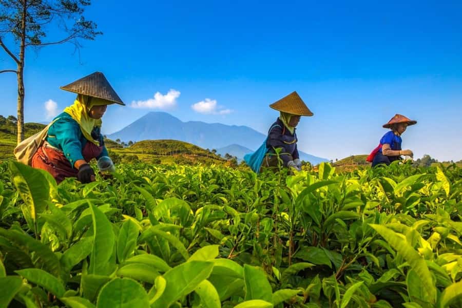 From Jakarta: Safari Park, Tea Plantation & Jaksa Waterfall - Puncak tea fields and the question of guide commentary