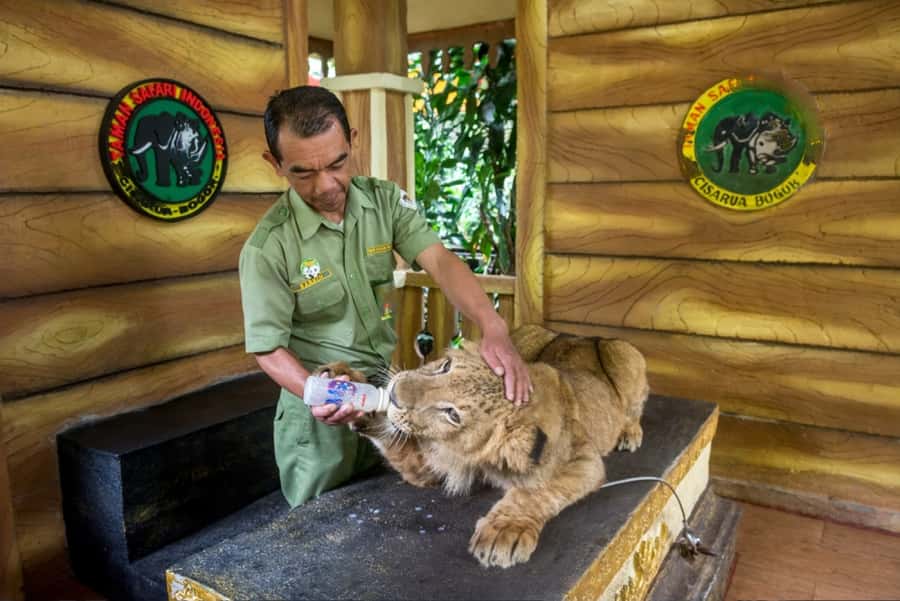 From Jakarta: Safari Park, Tea Plantation & Jaksa Waterfall - What the $141 price really covers