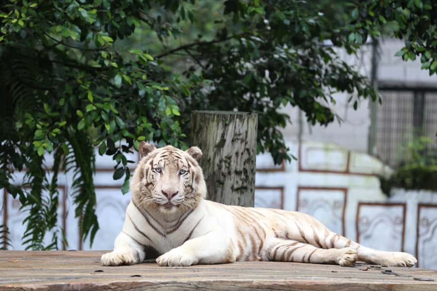 From Jakarta: Safari Park, Tea Plantation & Jaksa Waterfall - Who should book this experience