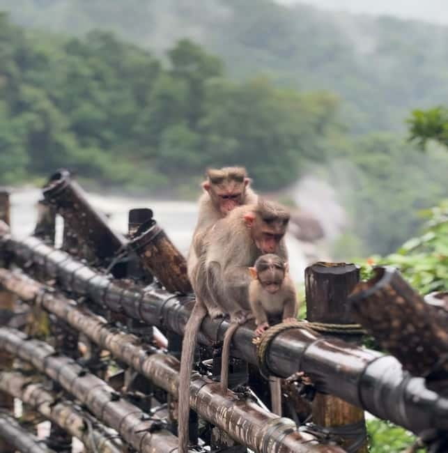 From Kochi: Athirappilly Waterfalls Day Trip with Transfers - Trails, river views, and the short trek