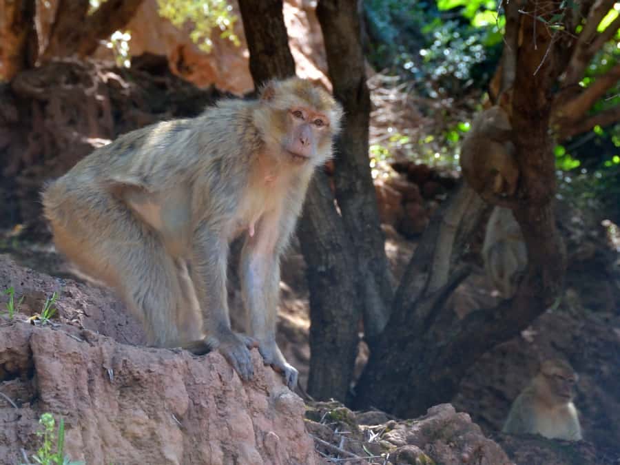 From Marrakech: A day Trip to Ouzoud waterfalls - Why Ouzoud is worth the long ride from Marrakech