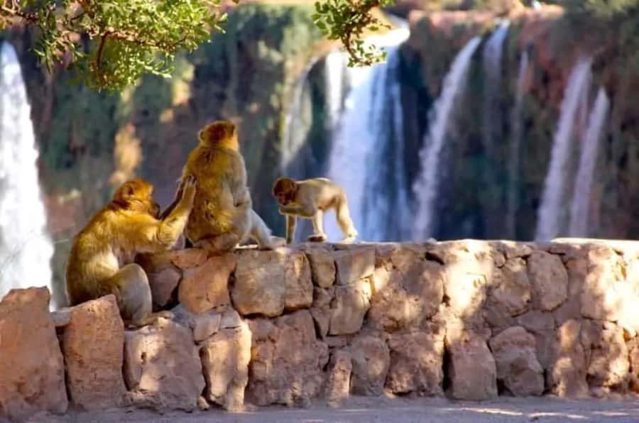 From Marrakech: Day Tour to Ouzoud Waterfalls - The monkeys need a little respect