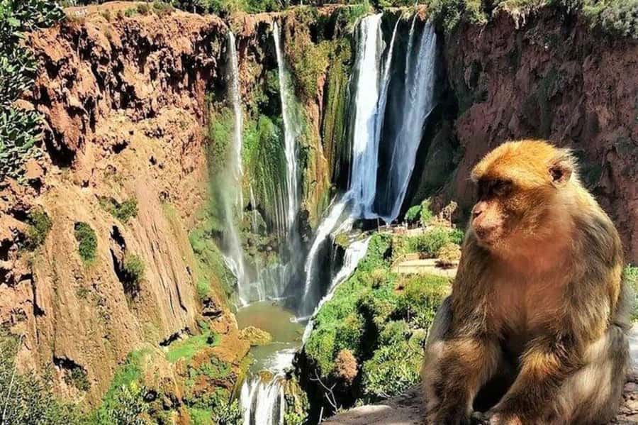 From Marrakech: Guided Ouzoud Waterfalls Tour with Boat Ride - Barbary apes and the rules of the stop