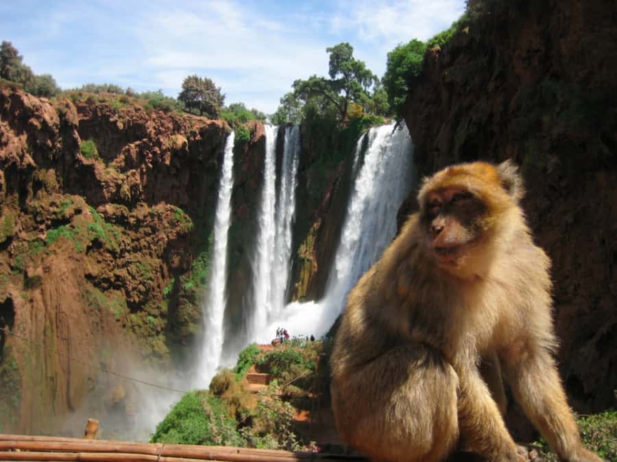 From Marrakech: Guided Ouzoud Waterfalls Tour with Boat Ride - Who will enjoy this day most