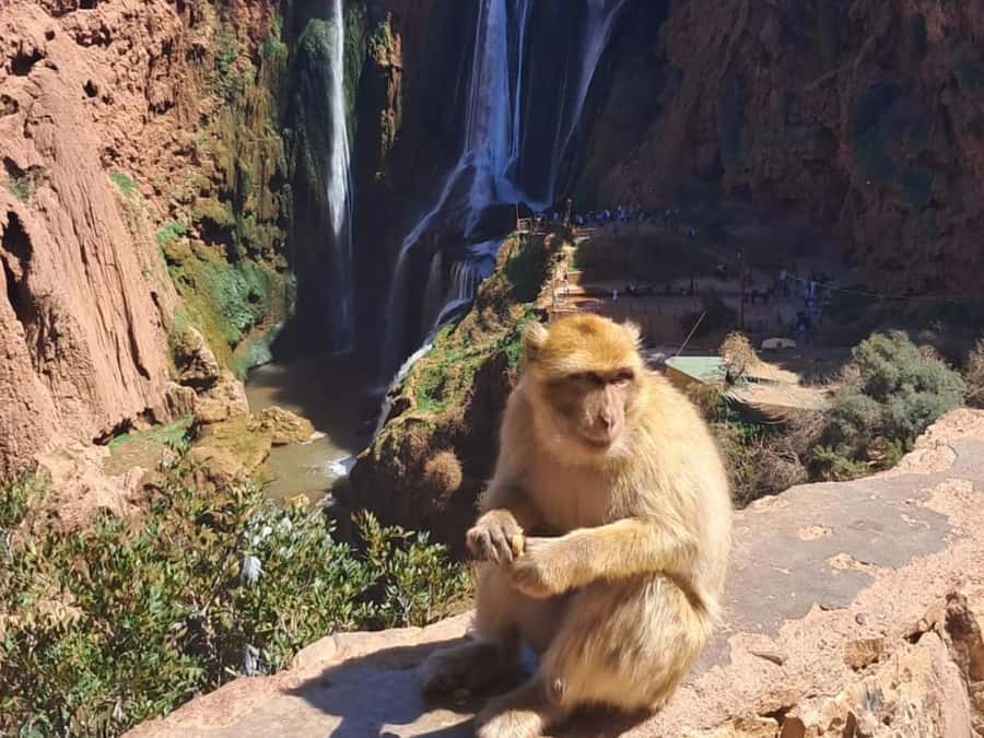 From Marrakech:Ouzoud Waterfalls Day Trip with Boat Tour - First views of the red cliffs and olive groves