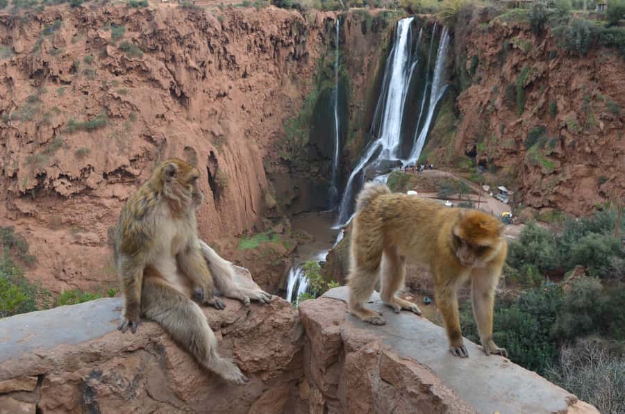 From Marrakech: Ouzoud Waterfalls Guided Hike and Boat Tour - Barbary monkeys, photographs, and responsible behavior