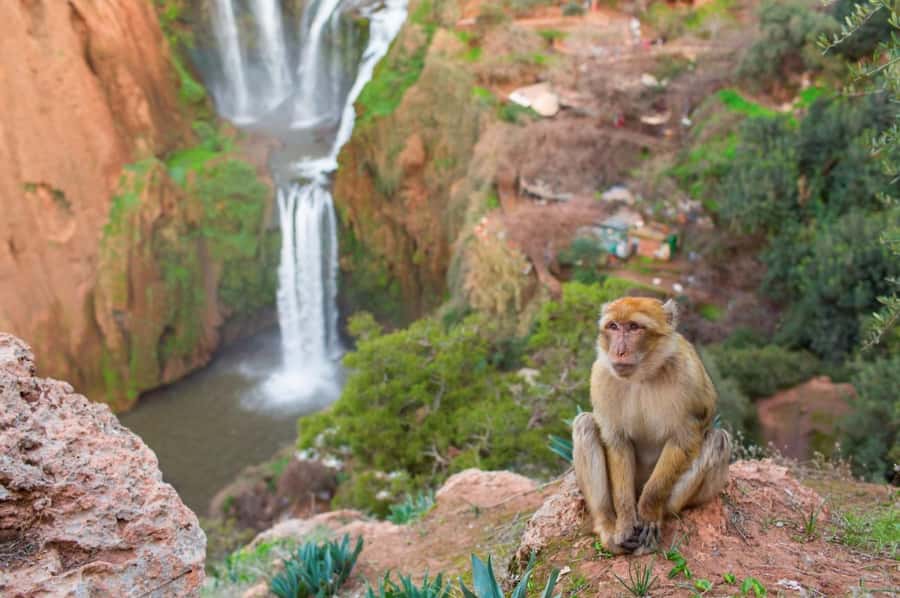 From Marrakech: Ouzoud Waterfalls Guided Hike and Boat Tour - Lunch with a view, at an extra cost