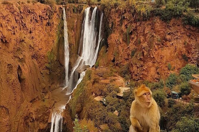 From Marrakech: Ouzoud Waterfalls Guided Hike and Boat Trip - Walking through olive groves to the lower pool