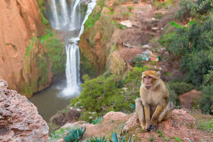 From Marrakech: Ouzoud Waterfalls Guided Tour and Boat Ride - The long road from Marrakech to Ouzoud