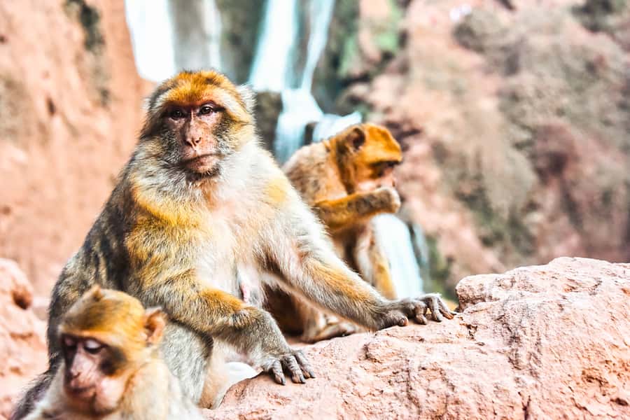 From Marrakech: Ouzoud Waterfalls Guided Tour & Boat Ride - Lunch with a waterfall view