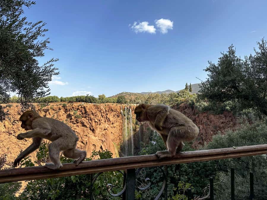 From Marrakech: Ouzoud Waterfalls Guided Trip with Boat Ride - Who should book this Ouzoud day trip?
