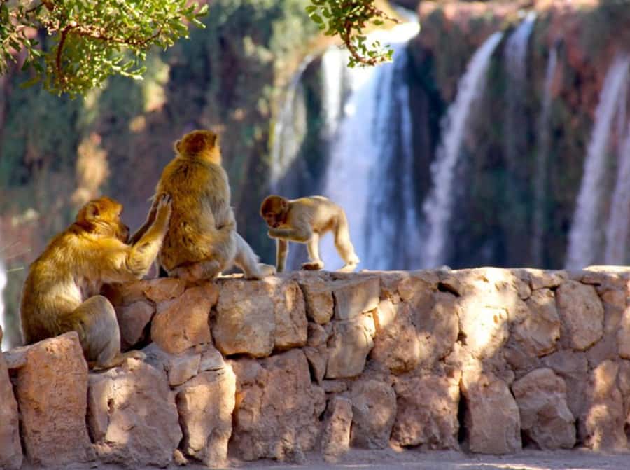 From Marrakech: Private Ouzoud Falls & Boat Ride Day Trip - Arriving at Ouzoud’s 110-meter cascade
