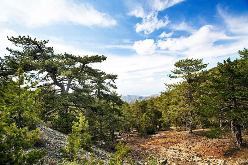 From Paphos: Caledonia Waterfalls Walking Tour with Lunch - Walking beside the Kryos Potamos stream