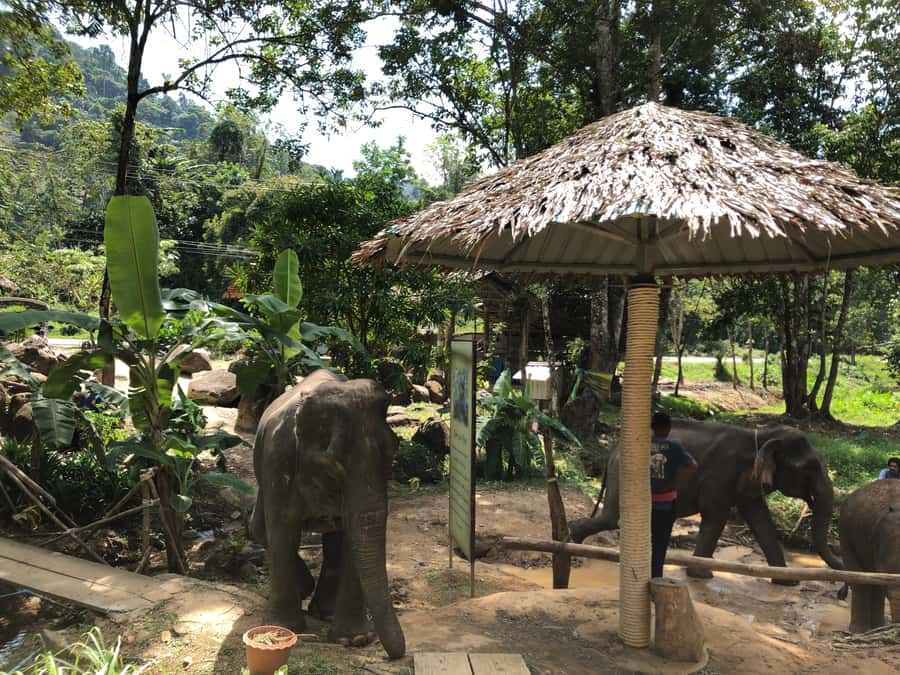 From Phuket & Khao Lak: Elephant Care with Waterfall Visit - Changing into a mahout uniform