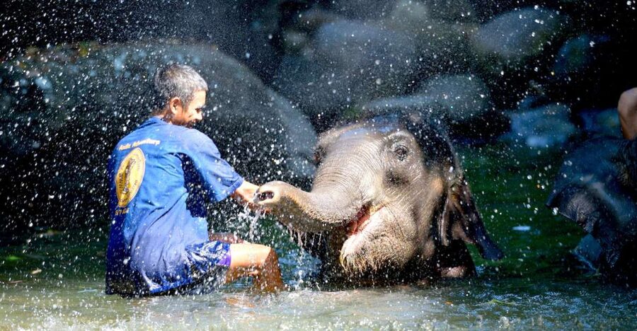 From Phuket & Khao Lak: Elephant Care with Waterfall Visit - Thai lunch and a welcome pause