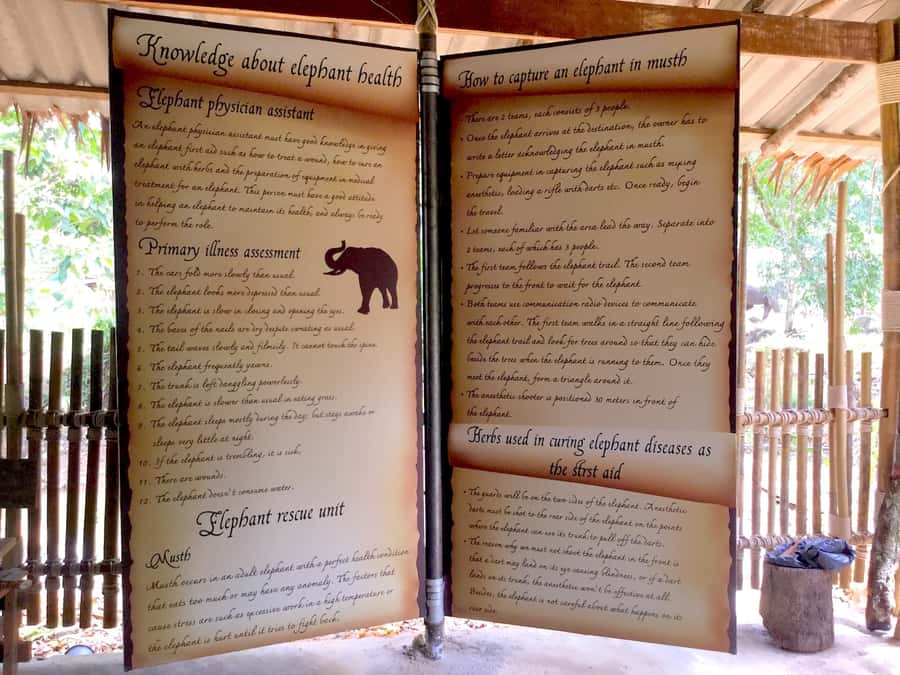 From Phuket & Khao Lak: Elephant Care with Waterfall Visit - Guide quality and group feel