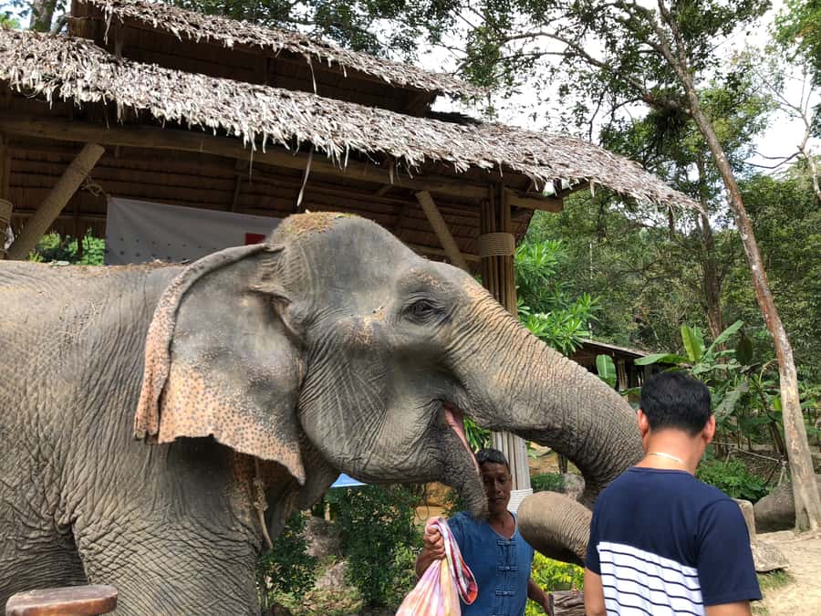 From Phuket & Khao Lak: Elephant Care with Waterfall Visit - The early pickup and long ride to Phang Nga