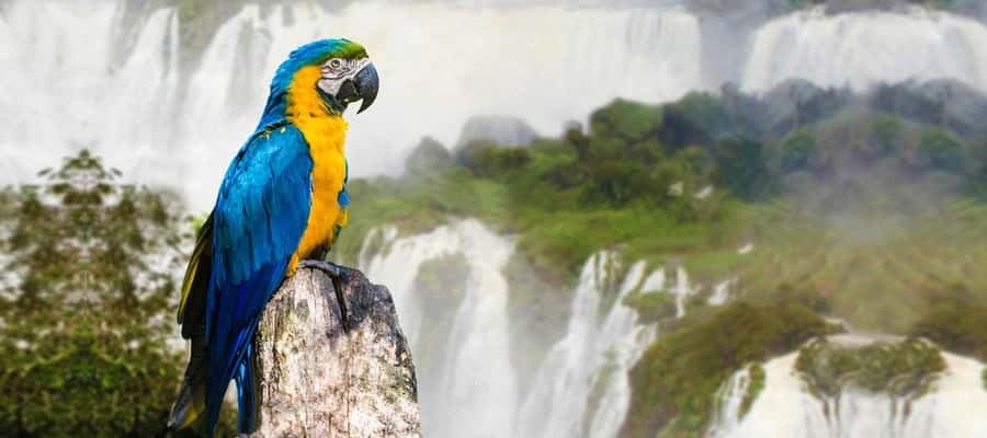 From Puerto Iguazu: Half-Day Brazilian Falls Excursion - The morning pickup from Puerto Iguazu