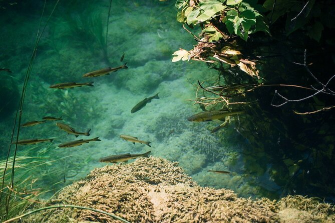 From Split: Krka Waterfalls, Food & Wine Tasting Tour - What the $45.95 price really covers