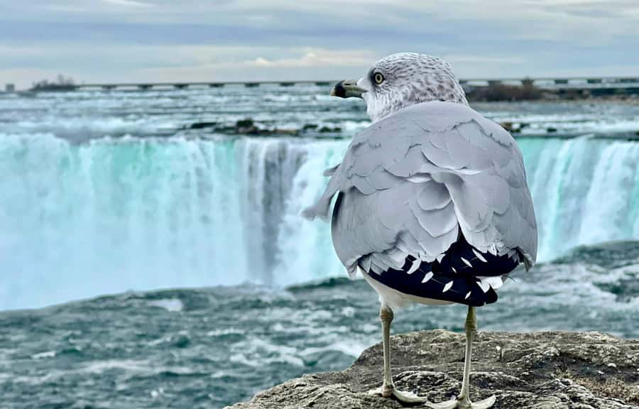 From Toronto: Niagara Falls Tour + Boat Ride and/or Journey - Small details that make the day easier