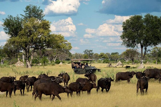From Victoria Falls: Chobe National Park Small Group Tour - Leaving Victoria Falls at 7:30 a.m.