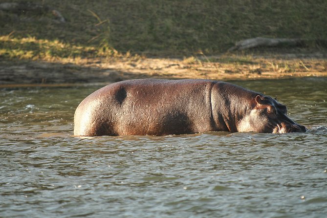 From Victoria Falls: Chobe National Park Small Group Tour - The afternoon Chobe game drive