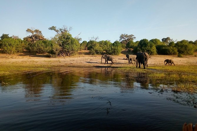 From Victoria Falls: Chobe National Park Small Group Tour - Small group does not mean private