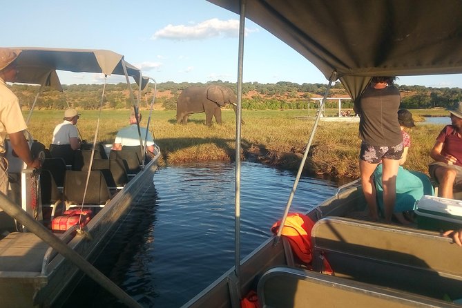 From Victoria Falls: Chobe National Park Small Group Tour - Is the $200 price good value?