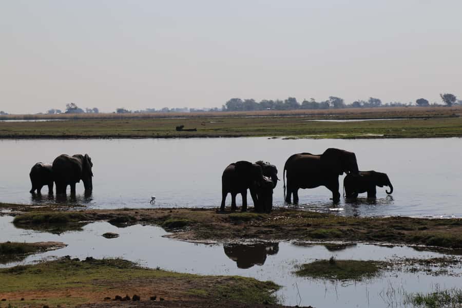 From Victoria Falls: Chobe National Park Small Group Tour - Should you book the Chobe National Park tour?