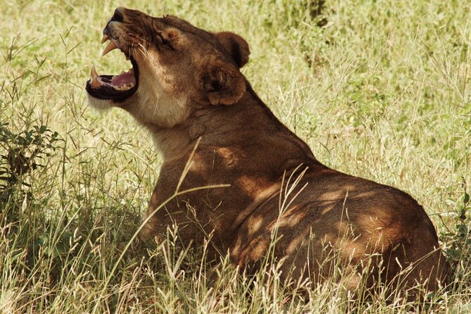 From Victoria Falls: Chobe National Park Small Group Tour - Four hours on a Chobe game drive