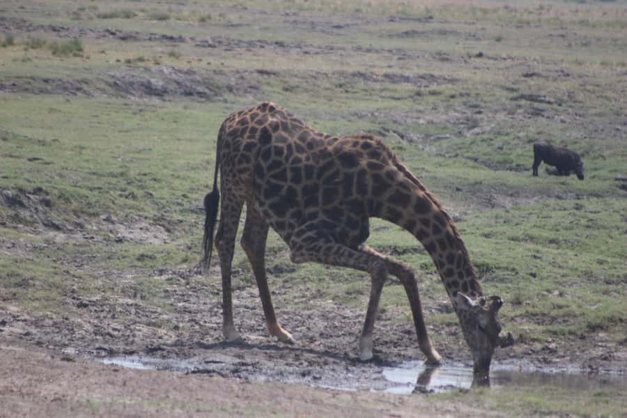 From Victoria Falls: Sunrise to Sunset Chobe Safari - Why Chobe Works So Well as a Day Trip from Victoria Falls
