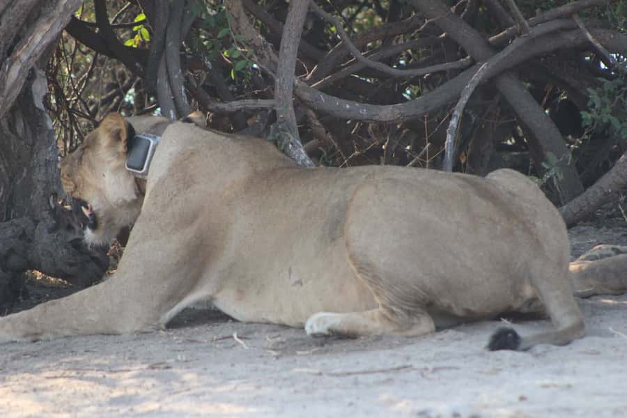 From Victoria Falls: Sunrise to Sunset Chobe Safari - The 5:00 AM Start and Crossing into Botswana