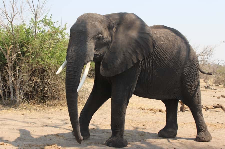 From Victoria Falls: Sunrise to Sunset Chobe Safari - Breakfast, Lunch, and What Is Really Included