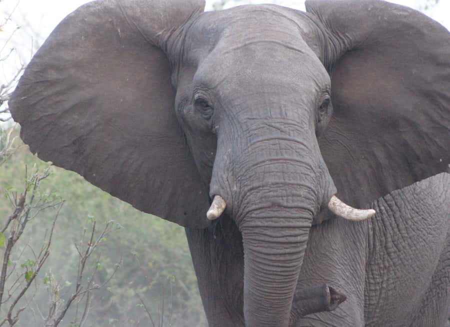 From Victoria Falls: Sunrise to Sunset Chobe Safari - The Three-Hour Chobe River Cruise