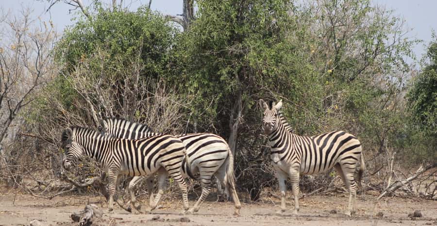 From Victoria Falls: Sunrise to Sunset Chobe Safari - Practical Verdict: Book It If the Border Details Are Clear