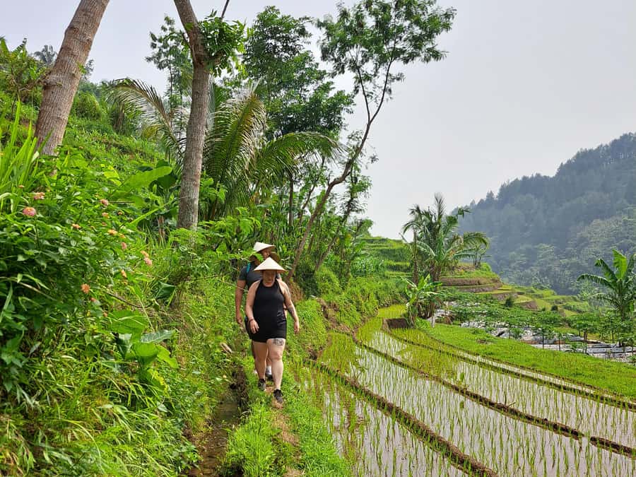 From Yogyakarta: Hidden Waterfall & Selogriyo Rice Terraces - Who should book this day trip?
