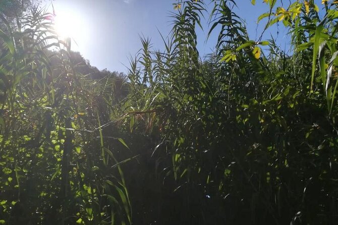 Full day Hiking and Waterfalls Experience - Why the north of Gran Canaria changes the whole day