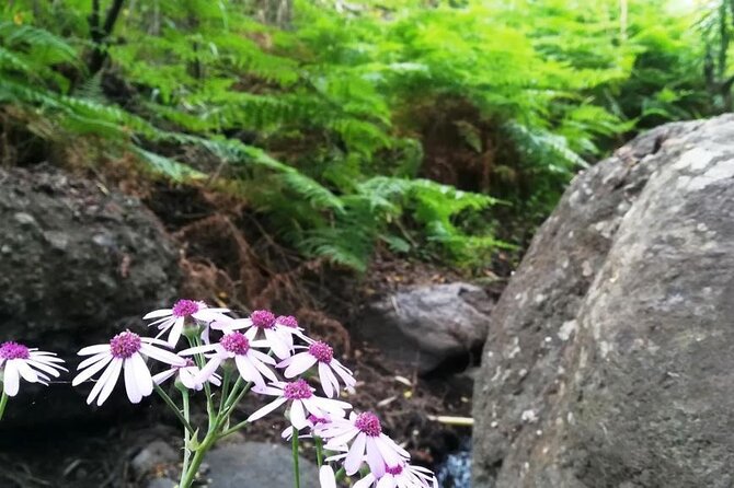 Full day Hiking and Waterfalls Experience - Who should book this hike