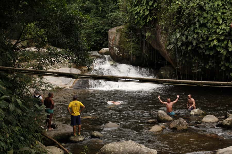Full-Day Jungle Jeep Waterfall and Cachaça Distillery Tour - Brazilian bamboo, bromeliads, and the big jequitibá