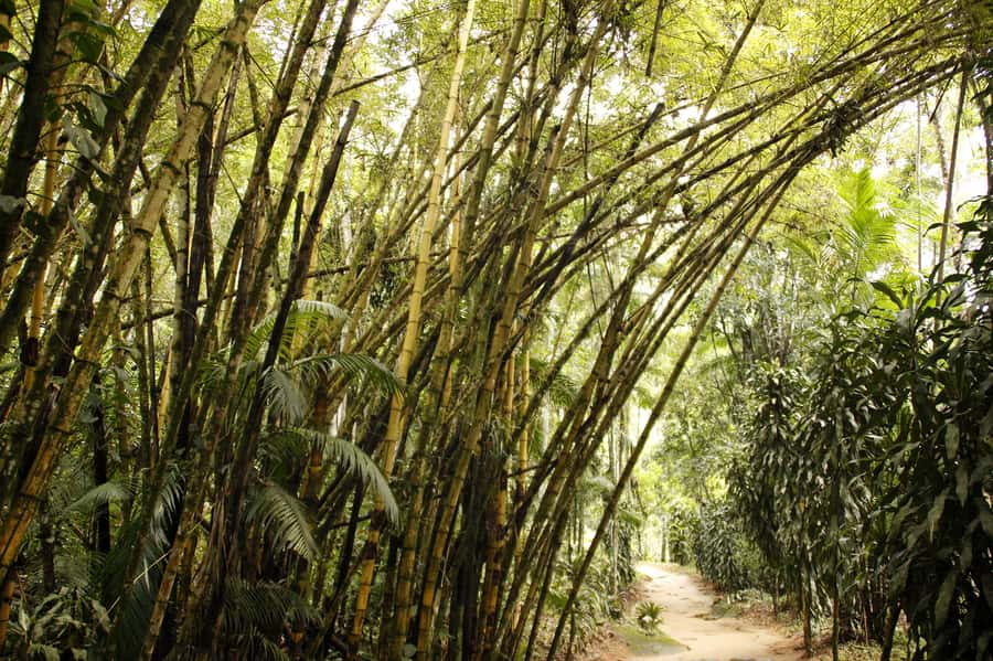 Full-Day Jungle Jeep Waterfall and Cachaça Distillery Tour - The Gold Trail and Paraty’s past