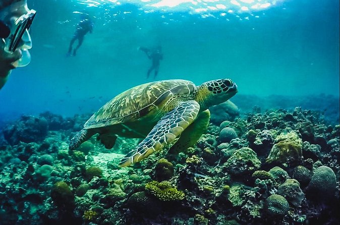 Full-Day Moalboal Islands and Kawasan Falls Small-Group Tour from Cebu - Which kind of visitor will enjoy it most