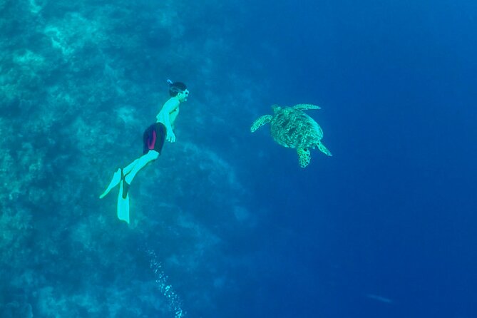 Full-Day Moalboal Islands and Kawasan Falls Small-Group Tour from Cebu - Kawasan Falls comes first
